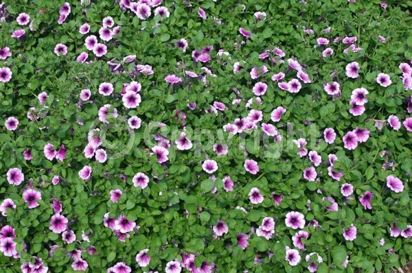 Pink blooms; Evergreen