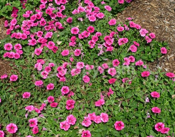 Pink blooms; Evergreen