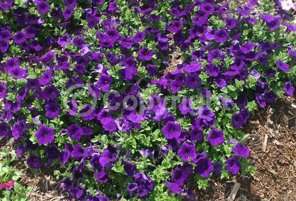 Blue blooms; Purple blooms; Evergreen
