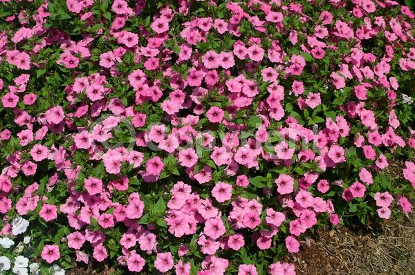 Pink blooms; Evergreen