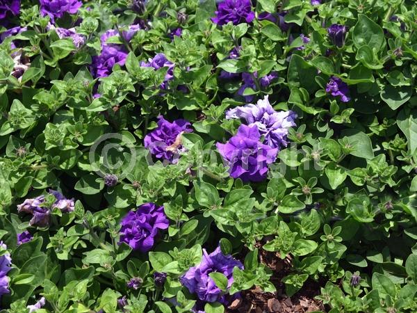 Blue blooms; Purple blooms; Evergreen