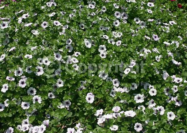 Blue blooms; Purple blooms; Evergreen