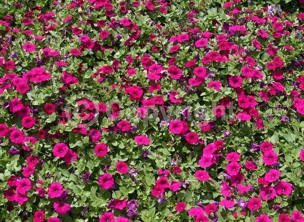 Purple blooms; Evergreen