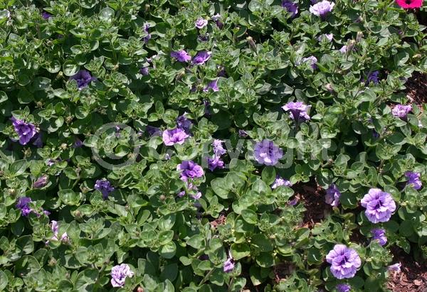 Blue blooms; Purple blooms; Evergreen