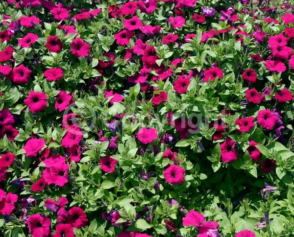 Pink blooms; Evergreen