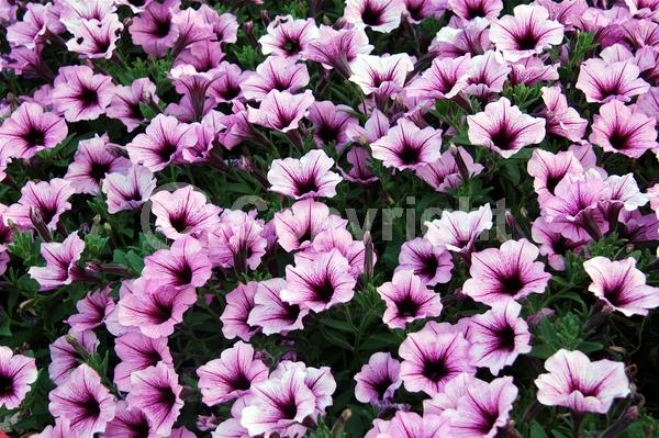 Pink blooms; Evergreen