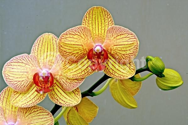 Red blooms; Yellow blooms; Purple blooms; White blooms; Pink blooms; Lavender blooms