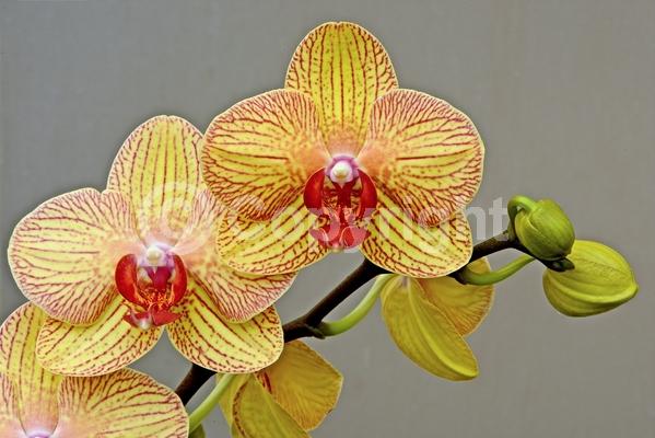 Red blooms; Yellow blooms; Purple blooms; White blooms; Pink blooms; Lavender blooms