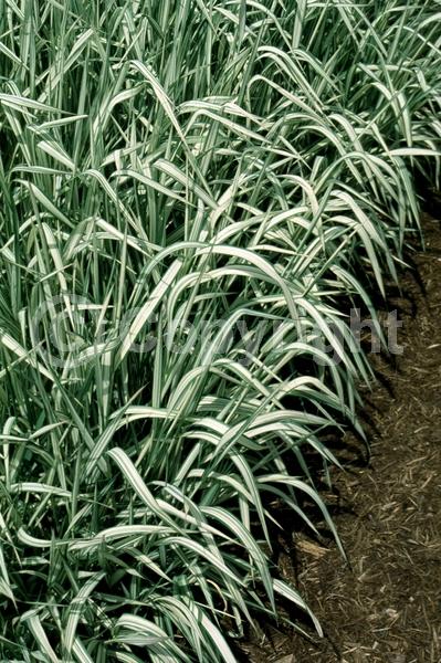 White blooms; Evergreen