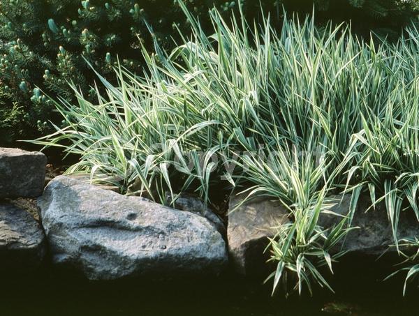 Green blooms; Evergreen