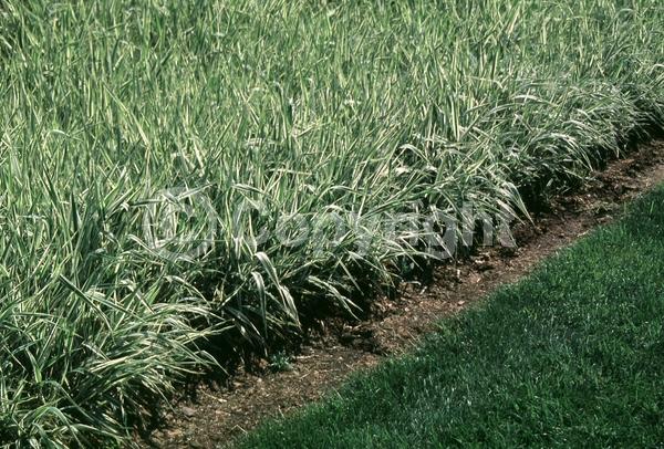 Green blooms; Evergreen