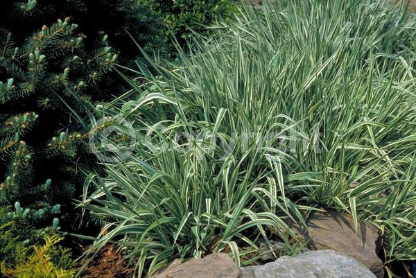 Green blooms; Evergreen