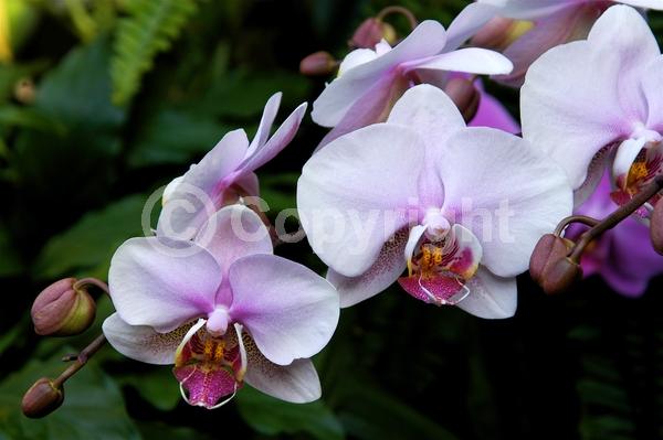 Red blooms; Yellow blooms; Purple blooms; White blooms; Pink blooms; Lavender blooms
