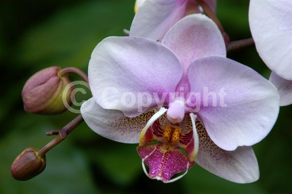 Red blooms; Yellow blooms; Purple blooms; White blooms; Pink blooms; Lavender blooms