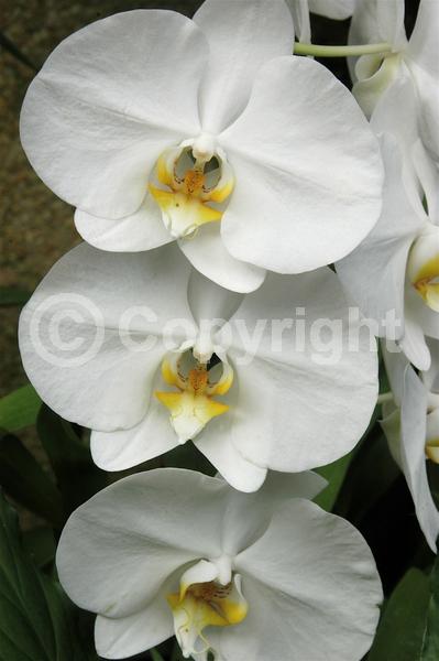 Red blooms; Yellow blooms; Purple blooms; White blooms; Pink blooms; Lavender blooms