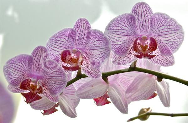 Red blooms; Yellow blooms; Purple blooms; White blooms; Pink blooms; Lavender blooms