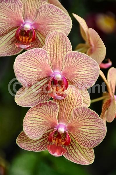 Red blooms; Yellow blooms; Purple blooms; White blooms; Pink blooms; Lavender blooms