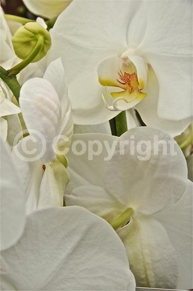 Red blooms; Yellow blooms; Purple blooms; White blooms; Pink blooms; Lavender blooms