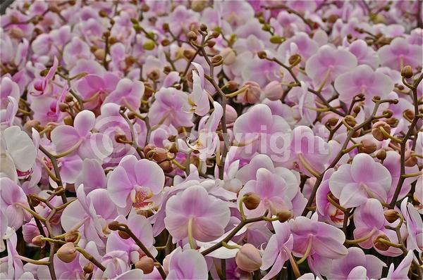 Red blooms; Yellow blooms; Purple blooms; White blooms; Pink blooms; Lavender blooms