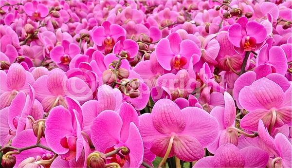 Red blooms; Yellow blooms; Purple blooms; White blooms; Pink blooms; Lavender blooms