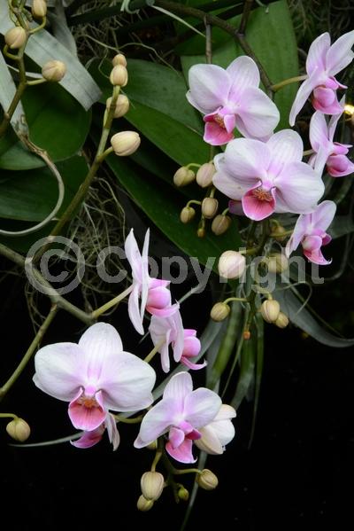 Red blooms; Yellow blooms; Purple blooms; White blooms; Pink blooms; Lavender blooms