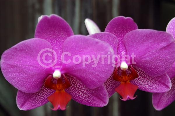 Red blooms; Yellow blooms; Purple blooms; White blooms; Pink blooms; Lavender blooms