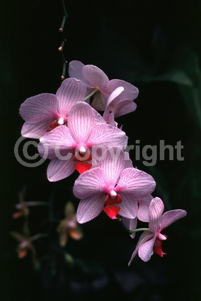 Red blooms; Yellow blooms; Purple blooms; White blooms; Pink blooms; Lavender blooms