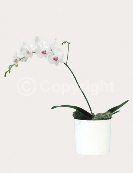 Red blooms; Yellow blooms; Purple blooms; White blooms; Pink blooms; Lavender blooms