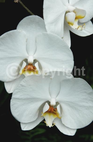 Red blooms; Yellow blooms; Purple blooms; White blooms; Pink blooms; Lavender blooms