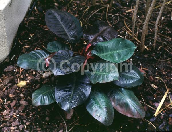 Evergreen; North American Native