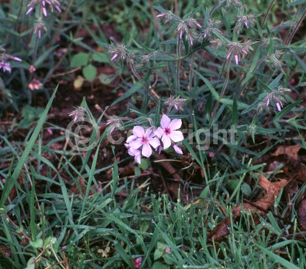 Blue blooms; Lavender blooms; Semi-evergreen