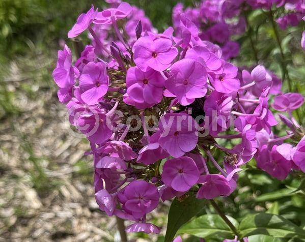 Pink blooms; North American Native