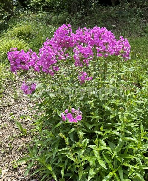 Pink blooms; North American Native