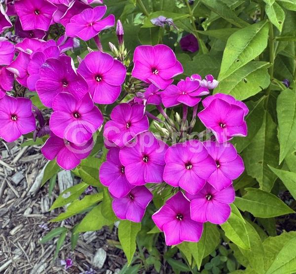 Blue blooms; North American Native