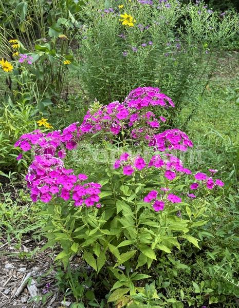 Blue blooms; North American Native