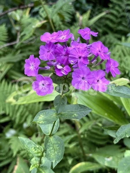 Red blooms; Orange blooms; Purple blooms; White blooms; Pink blooms; North American Native