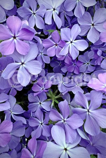 Blue blooms; Purple blooms; White blooms; Pink blooms; Evergreen; Semi-evergreen; North American Native