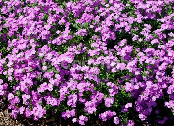 Blue blooms; Lavender blooms