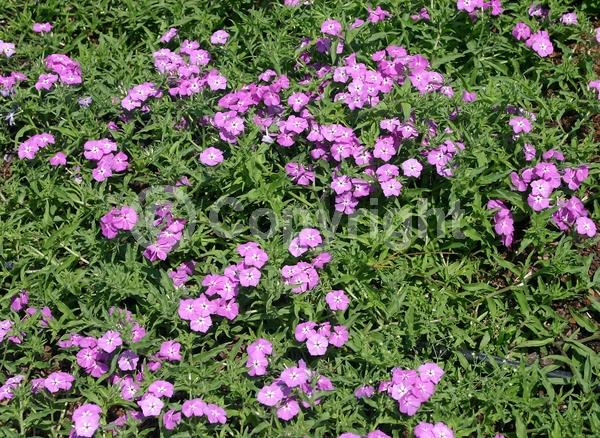 Blue blooms; Lavender blooms