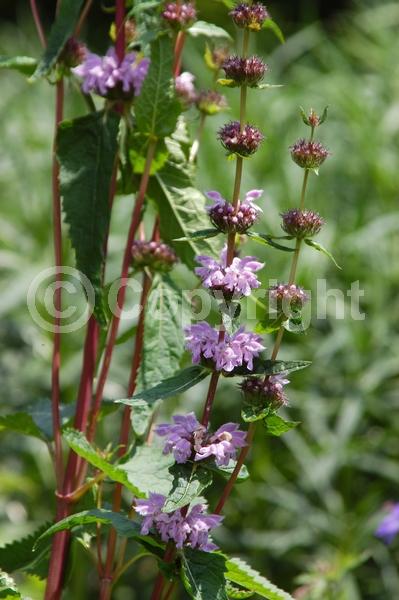 Purple blooms; Lavender blooms; Deciduous; Broadleaf