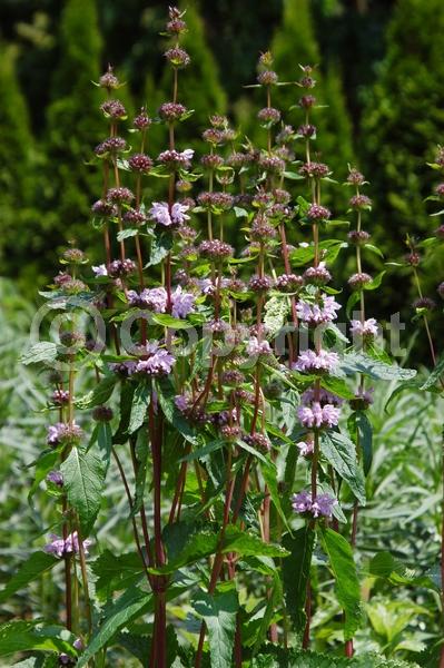 Purple blooms; Lavender blooms; Deciduous; Broadleaf