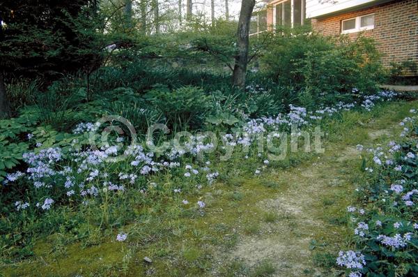 Blue blooms; Purple blooms; Pink blooms; Semi-evergreen; North American Native