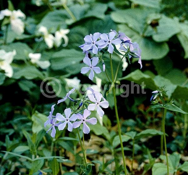 Blue blooms; Purple blooms; Pink blooms; Semi-evergreen; North American Native