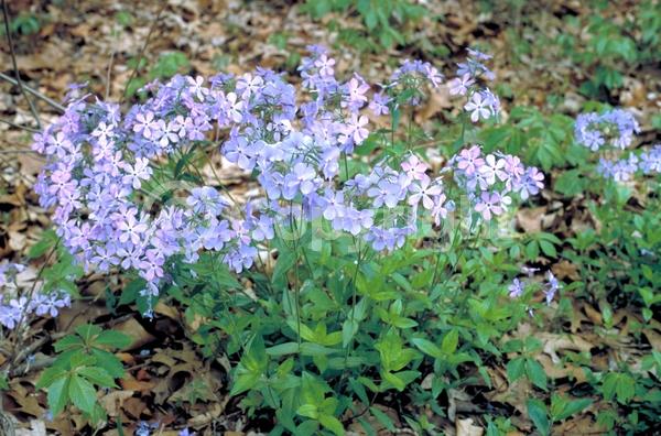 Blue blooms; Purple blooms; Pink blooms; Semi-evergreen; North American Native