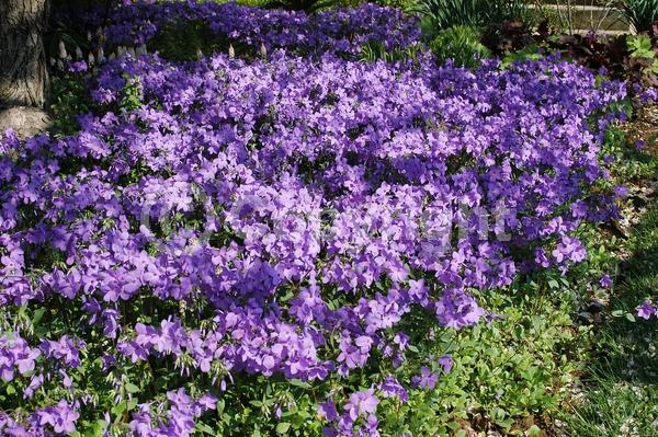 Blue blooms; Purple blooms; Pink blooms; Semi-evergreen; North American Native
