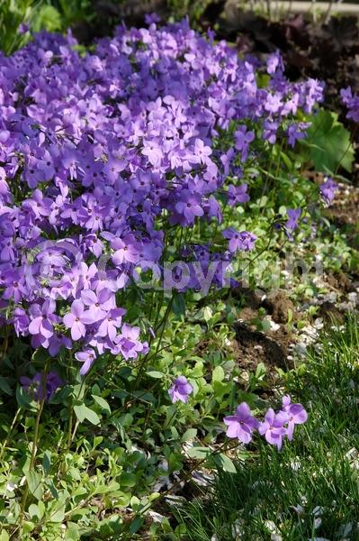 Blue blooms; Purple blooms; Pink blooms; Semi-evergreen; North American Native
