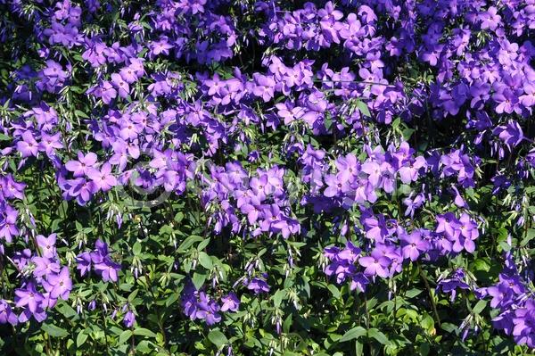 Blue blooms; Purple blooms; Pink blooms; Semi-evergreen; North American Native