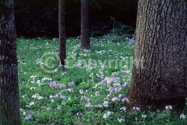 Blue blooms; Purple blooms; Pink blooms; Semi-evergreen; North American Native