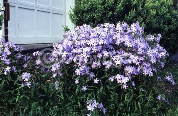 Blue blooms; Purple blooms; Pink blooms; Semi-evergreen; North American Native