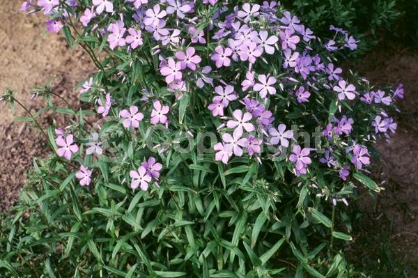 Blue blooms; Purple blooms; Pink blooms; Semi-evergreen; North American Native